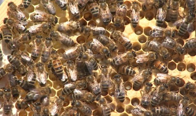 La ruche devenue trop étroite, les abeilles essaiment