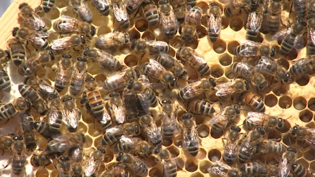 La ruche devenue trop étroite, les abeilles essaiment