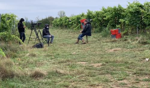 "Vin de Liège" recherche des vendangeurs bénévoles