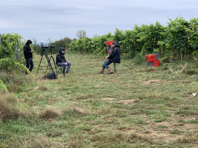 "Vin de Liège" recherche des vendangeurs bénévoles