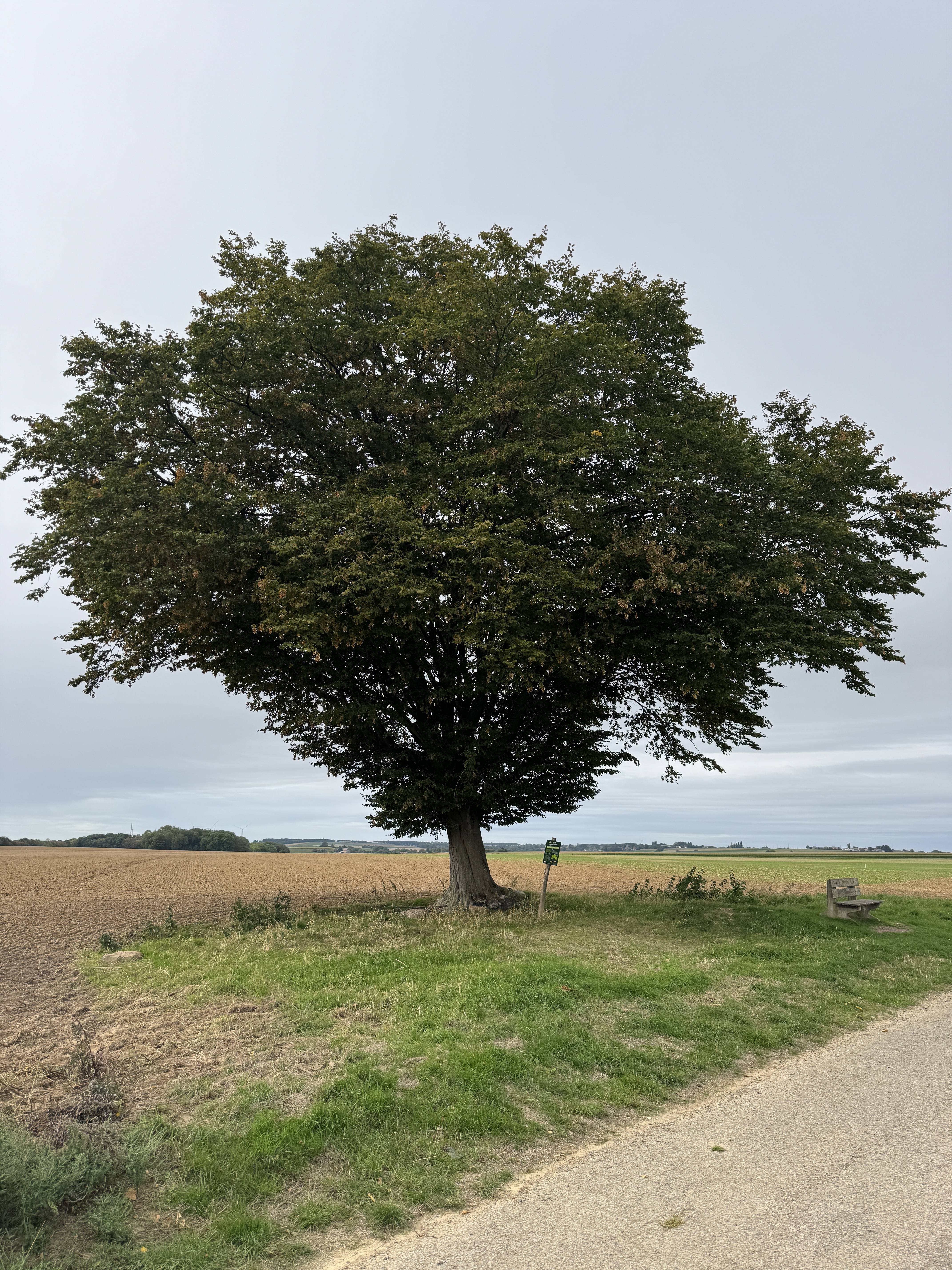 Wanze : les arbres remarquables pour les Journées du Patrimoine