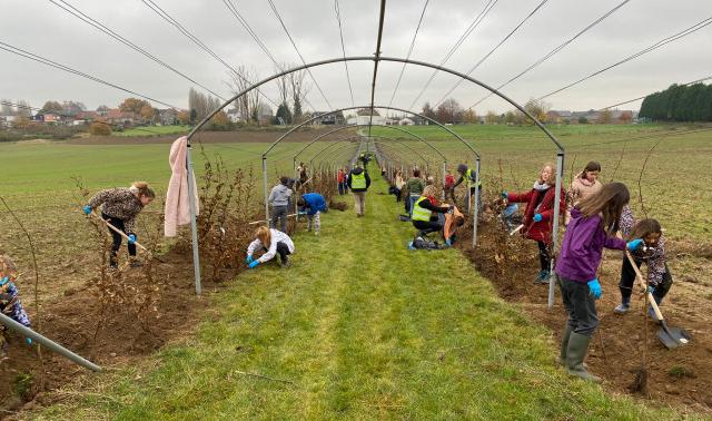 100 élèves plantent une charmille à Crisnée
