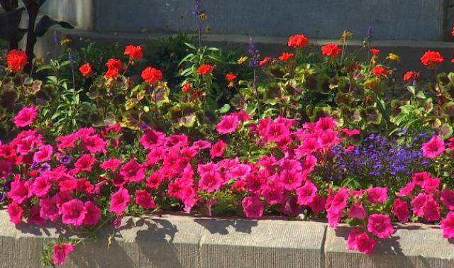 Des fleurs pour embellir Stockay