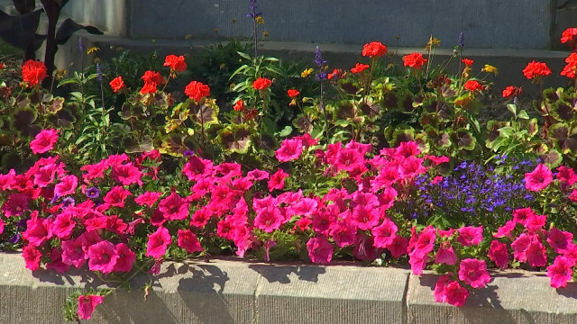 Des fleurs pour embellir Stockay