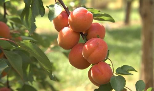 Ferme de Freloux: première récolte d'abricots belges!
