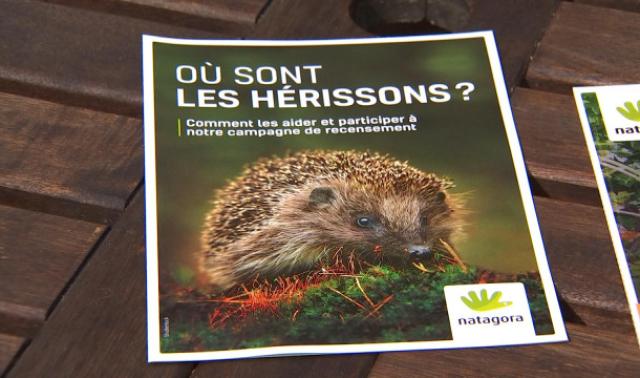 Les hérissons en déclin en Wallonie?