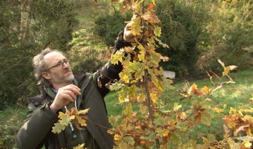 Donner des arbres pour planter une forêt comestible