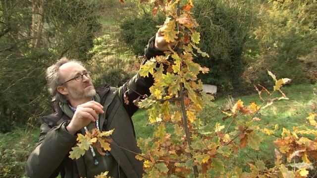 Donner des arbres pour planter une forêt comestible