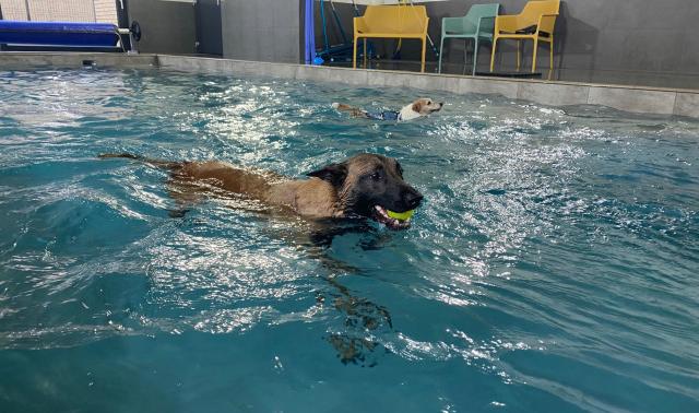 Aywaille : une piscine spécialement conçue pour les chiens