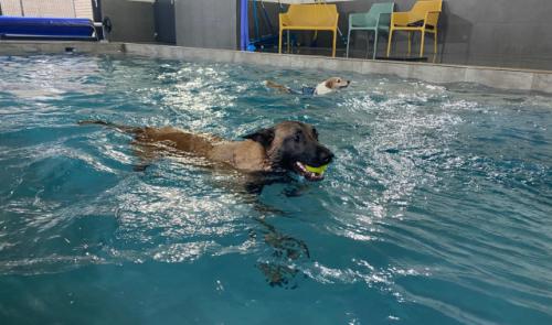Aywaille : une piscine spécialement conçue pour les chiens