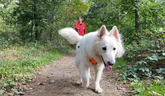 Le mantrailing