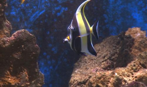 Aquarium : fermeture temporaire des bassins et grands projets pour 2022