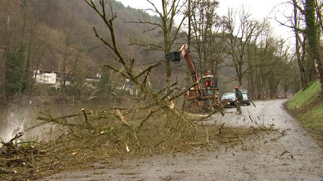 Arbres dangereux le long du Ravel à Sprimont