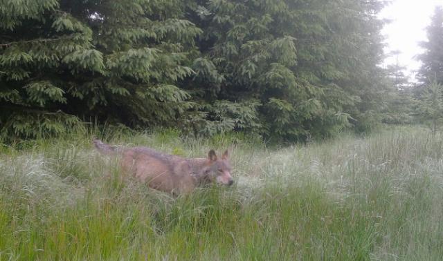Chasse: les plans de tir chamboulés par les loups