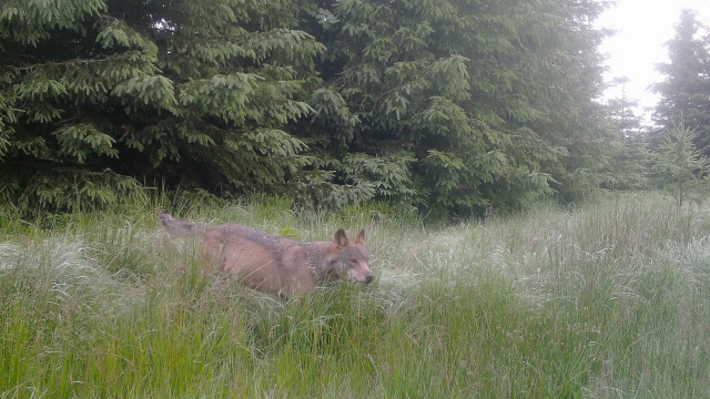 Chasse: les plans de tir chamboulés par les loups