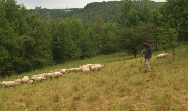Chaudfontaine opte à son tour pour l'éco-pâturage