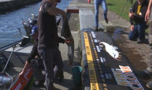 Concours de pêche au silure: cela se joue au centimètre près!