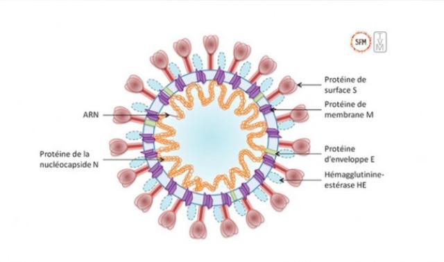 COVID-19 : naturel ou transformé en laboratoire ?