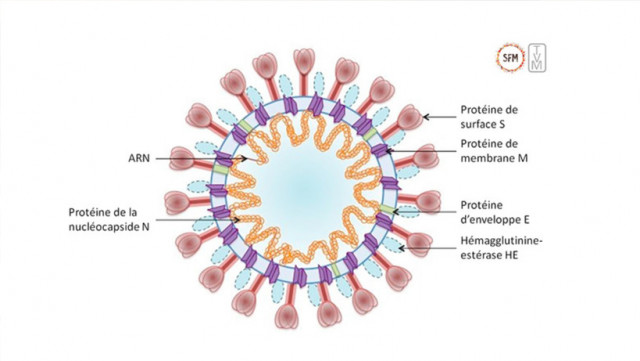 COVID-19 : naturel ou transformé en laboratoire ?
