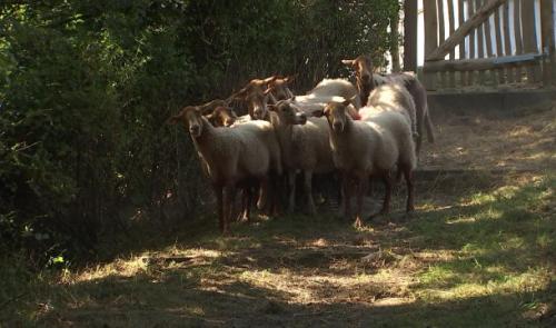 Des "jardiniers" pas comme les autres à Plainevaux