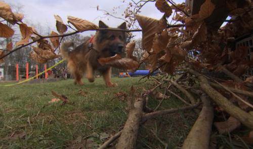 Des chiens détecteurs...de hérissons !
