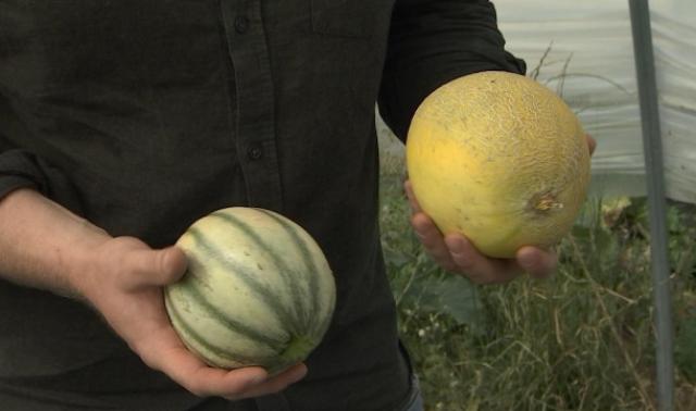 Des melons belges à Antheit vendus exclusivement à la ferme