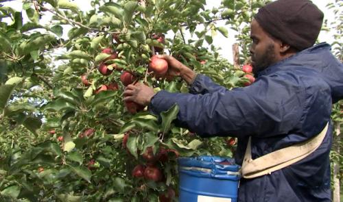 Des pommes en autocueillette à Dalhem