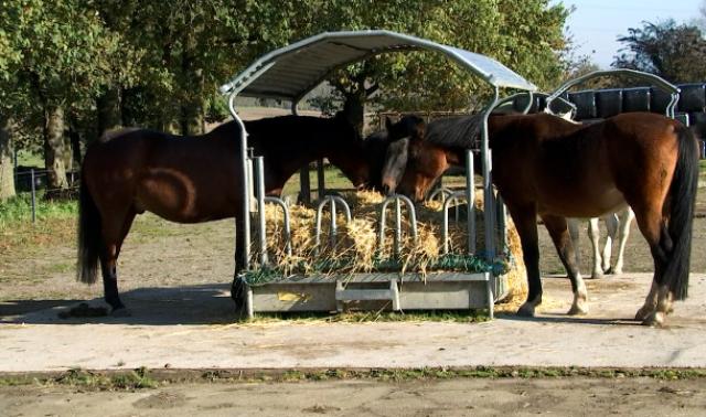 Ellemelle: Une écurie active pour le bien-être des chevaux