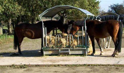 Ellemelle: Une écurie active pour le bien-être des chevaux