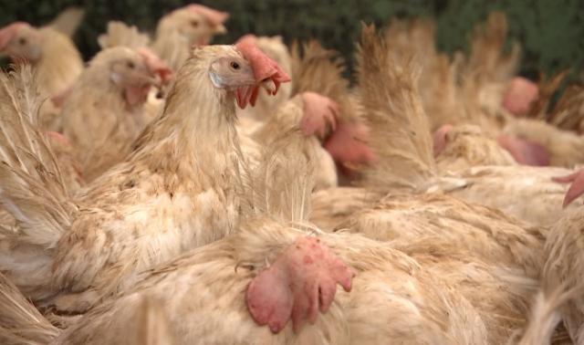 Engis: des poules pondeuses retrouvent une seconde vie