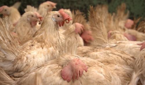 Engis: des poules pondeuses retrouvent une seconde vie