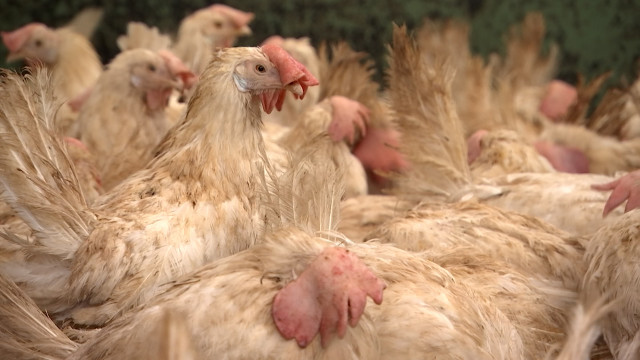 Engis: des poules pondeuses retrouvent une seconde vie