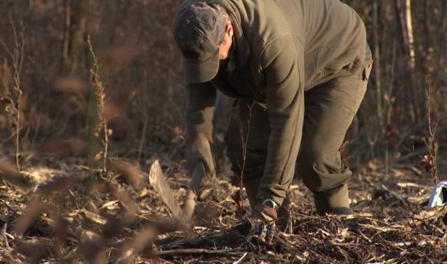Esneux : la restauration de la forêt d'Avister