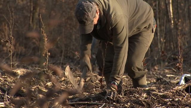 Esneux : la restauration de la forêt d'Avister