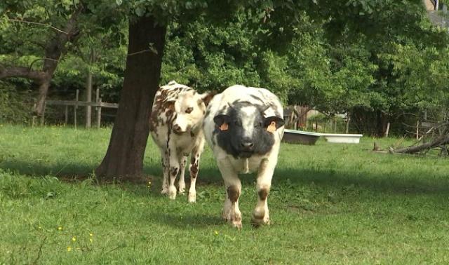 Hamoir : une habitante dépose une plainte contre des vaches