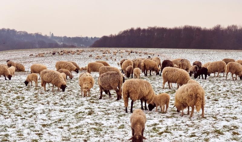 Huy : bien-être des animaux en prairies en période hivernale