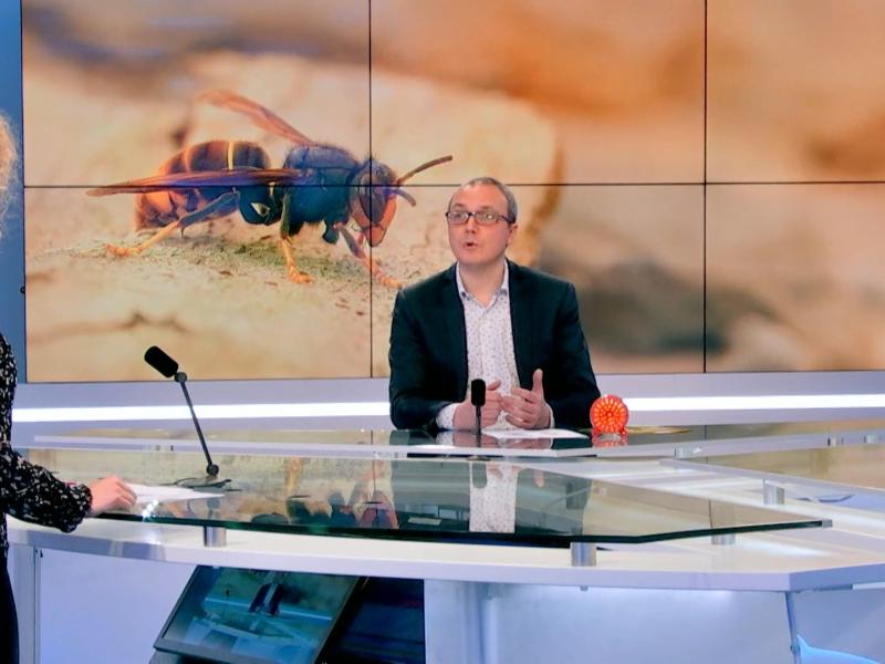 Frelon asiatique: séances d'infos, distributions de pièges... il est temps de lutter