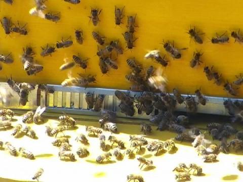 Seraing : le miel des ruches communales offert aux Sérésiens 