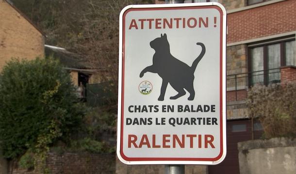 Ralentissez, des chats traversent la rue à Flémalle 