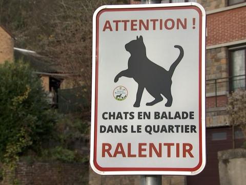Ralentissez, des chats traversent la rue à Flémalle 