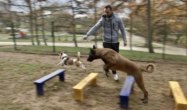Alleur : un nouvel endroit réservé aux chiens  