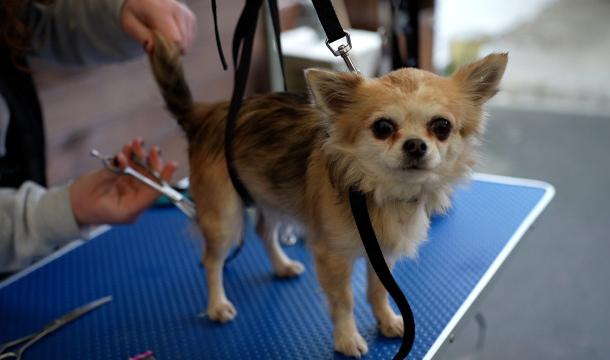 Cadeaux et festin pour les animaux des bénéficiaires du Resto du coeur 