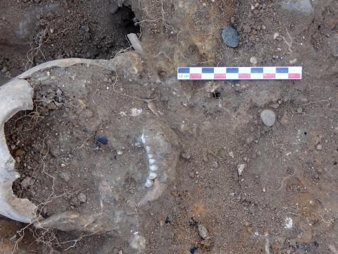 Des ossements d'enfant découverts au château de Moha