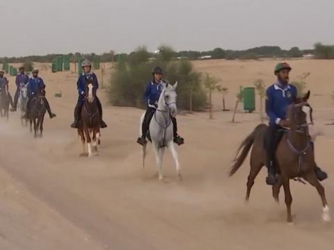 Expo Dubaï 2020: Expertise vétérinaire liégeoise pour les chevaux