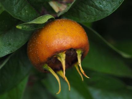 La commune d’Aywaille offre des arbres fruitiers 