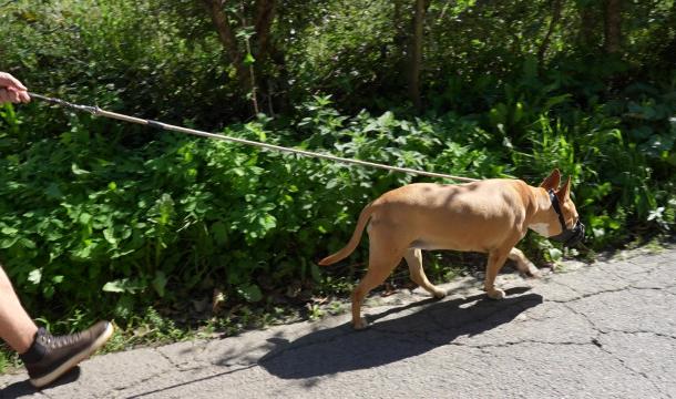 La Ville de Liège modifie son règlement sur les chiens dangereux 