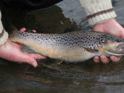 Ouverture de la pêche à la truite ce samedi 18 mars