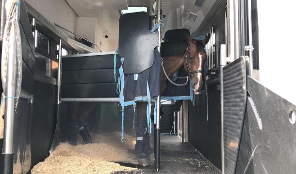 Tokyo 2020 : fin des retours des chevaux via Liège Airport 