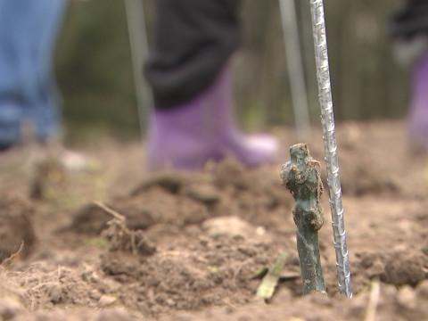 Un futur vignoble installé sur les hauteurs de Beaufays