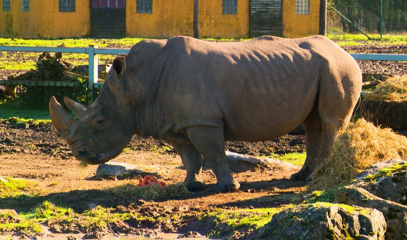 Rhinocéros et capybaras à Aywaille